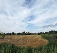 Landscape in Bátorove Kosihy with a field and trees near family houses, blue sky.