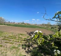 The garden of a family house in Bátorove Kosihy with blossoming trees and plowed land under a blue sky.