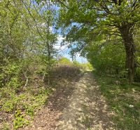 A natural path in the forest with greenery and a blue sky in Častá Gardens.