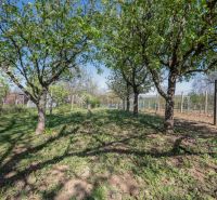 A garden with fruit trees around the cottage in Nitra, fenced planting.