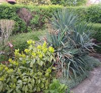 Gardens in Hamuliakovo, on Havrania Street with lush plants and shrubs.