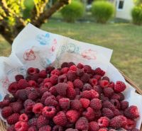 A basket of raspberries in the gardens in Chotín on Pri stanici street under sunny weather.