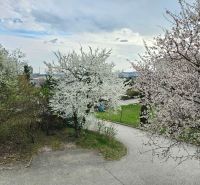 Blooming trees on Jelenecká Street in Nitra, surrounded by greenery and a sidewalk.