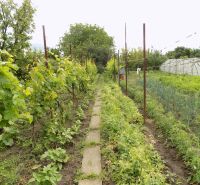 In the garden of a family house in Strekov, there are grapevines and cultivated plants along the path.