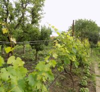 Vineyard and trees in the garden of a family house on Strekov Street in Strekov.