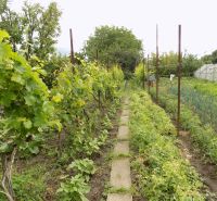 Vineyard and garden at a family house in Strekov, on Strekovska Street with greenery.