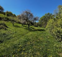 Blooming trees in the green gardens of Kendice under a clear blue sky.