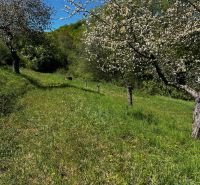 Blooming trees in the gardens in Kendice under the blue sky.