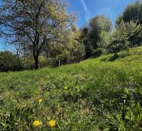 Gardens in Kendice with blooming dandelions and trees under the blue sky.