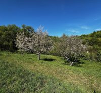 Trees in bloom on the slope of gardens in Kendice under the blue sky.