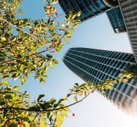 A view from below of the towers and leaves with red berries on Pribinova in Bratislava.