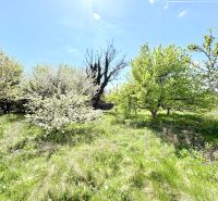A garden with spring trees and grass in the Puškinova area, Partizánske city.