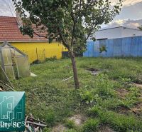 The garden of a family house in Tureni with a greenhouse, a tree, and grass cover.