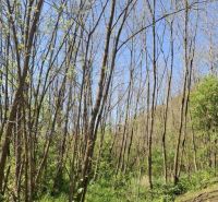 Greenery and trees in Šiatorská Bukovinka suitable for plots - living in nature.