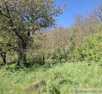Greenery and trees on the premises in the plots in Šiatorská Bukovinka for housing.