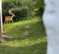 A family house in Bukovec with a view of a deer in the garden.