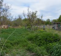 A garden in a family house in Horné Saliby with lush vegetation and trees.