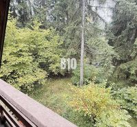 The view from the cottage in Kunerad to the green forest full of trees and leaves.