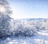 A snowy landscape near the Cottage in Bytča with sparkling sunlight through the trees.