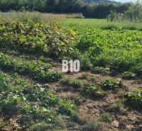 Greenery on plots with cultivated vegetables, suitable for living, surrounded by nature.