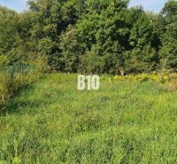 Greenery on a plot suitable for living, trees, grass, an ideal place for building a house.