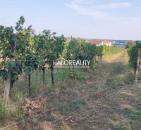A vineyard in Svätý Jur, suitable for residential land, surrounded by green vineyards.