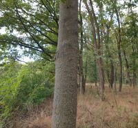 Forest lands in Budmerice with trees and green vegetation in the surroundings.