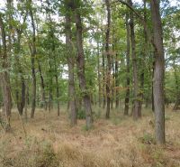 Forest stands in the agricultural and forest lands of Budmerice with rich vegetation.