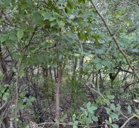 IMG_2588.JPEG