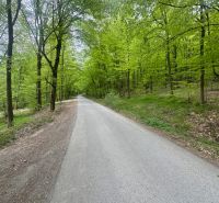 A path surrounded by green trees in Svinica, an ideal setting for a trip to a cottage.