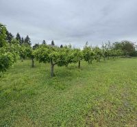 An orchard by a family house in the village of Veľká Čalomija surrounded by trees.