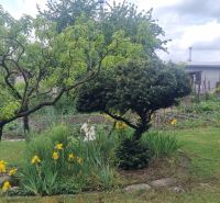 The garden of a family house in Leopoldov with trees and blooming yellow flowers.