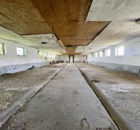 Production premises with an unfinished floor and wooden panels on the ceiling.