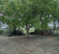A garden with a large tree in the area of a family house in Ňárad.