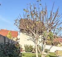A garden in Dunajská Streda with a deciduous tree, lawn, and built houses in the background.