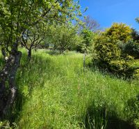 A garden with fruit trees and dense greenery in the village of Banky.
