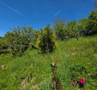 A garden at a family house in Banky with grass, trees, and a blue sky.