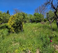 A garden at a family house in Banky with grass and various types of trees.