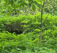 An overgrown plot in Terchová with lush vegetation and details of a cottage.