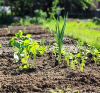 A garden with young plants and herbs in a sunny environment.
