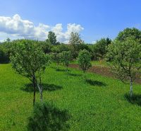 Greenery on the plots - living on Hlboká Street in Turany with young trees.