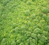 Dense forested areas in the agricultural and forest lands in Trebušovce.