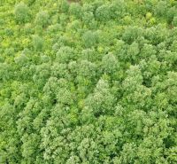Aerial view of a dense forest in the agricultural and forestry land area of Trebušovce.