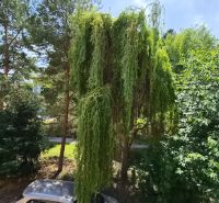 A view from the window of a 2-room apartment on J. Emanuela Street in Vrbové with greenery and a car.