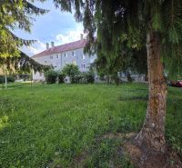 A grassy yard with coniferous trees in front of an apartment building on Golianova Street in Banská Bystrica.