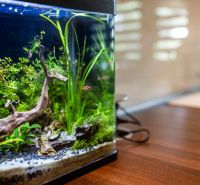 Aquarium fish and plants in a 3-room apartment with a wooden decor floor.