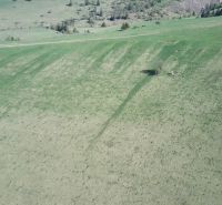 Green agricultural and forest lands in Čierny Balog with individual trees on the slope.