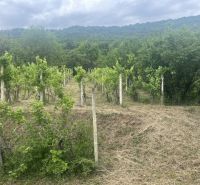 Vineyard near the Cottage in Jablonov nad Turňou with a view of the forested hills.