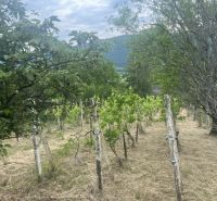 Vineyards in the picturesque region of Jablonov nad Turňou surrounded by greenery and hills.