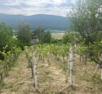 Vineyards near the cottage in Jablonov nad Turňou with a view of the mountains.